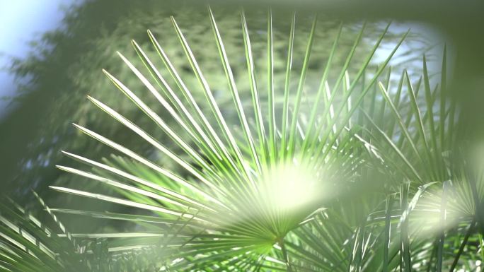 中国扇形棕榈 喷泉棕榈，在风中摇曳