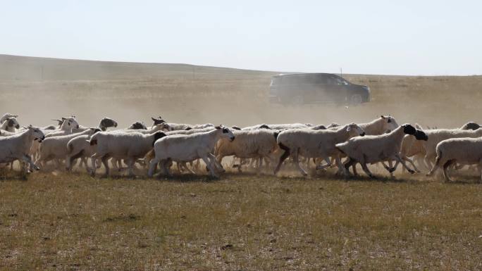 羊群在草地 草原上奔跑