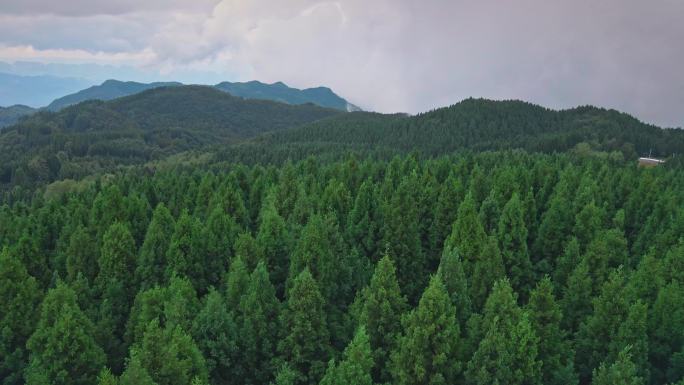 高山林场