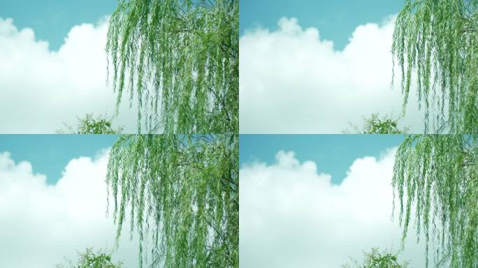 夏日 蓝天白云 柳树 微风