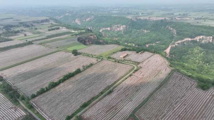 高山耕地