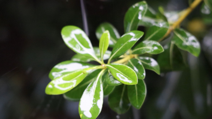 下大雨 雨滴 雨水 升格