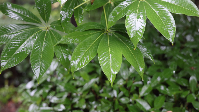 下大雨 雨滴 雨水 升格