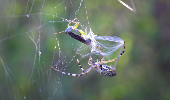 蜘蛛捕食昆虫织网线猎杀蚂蚱肉弱强食微生物