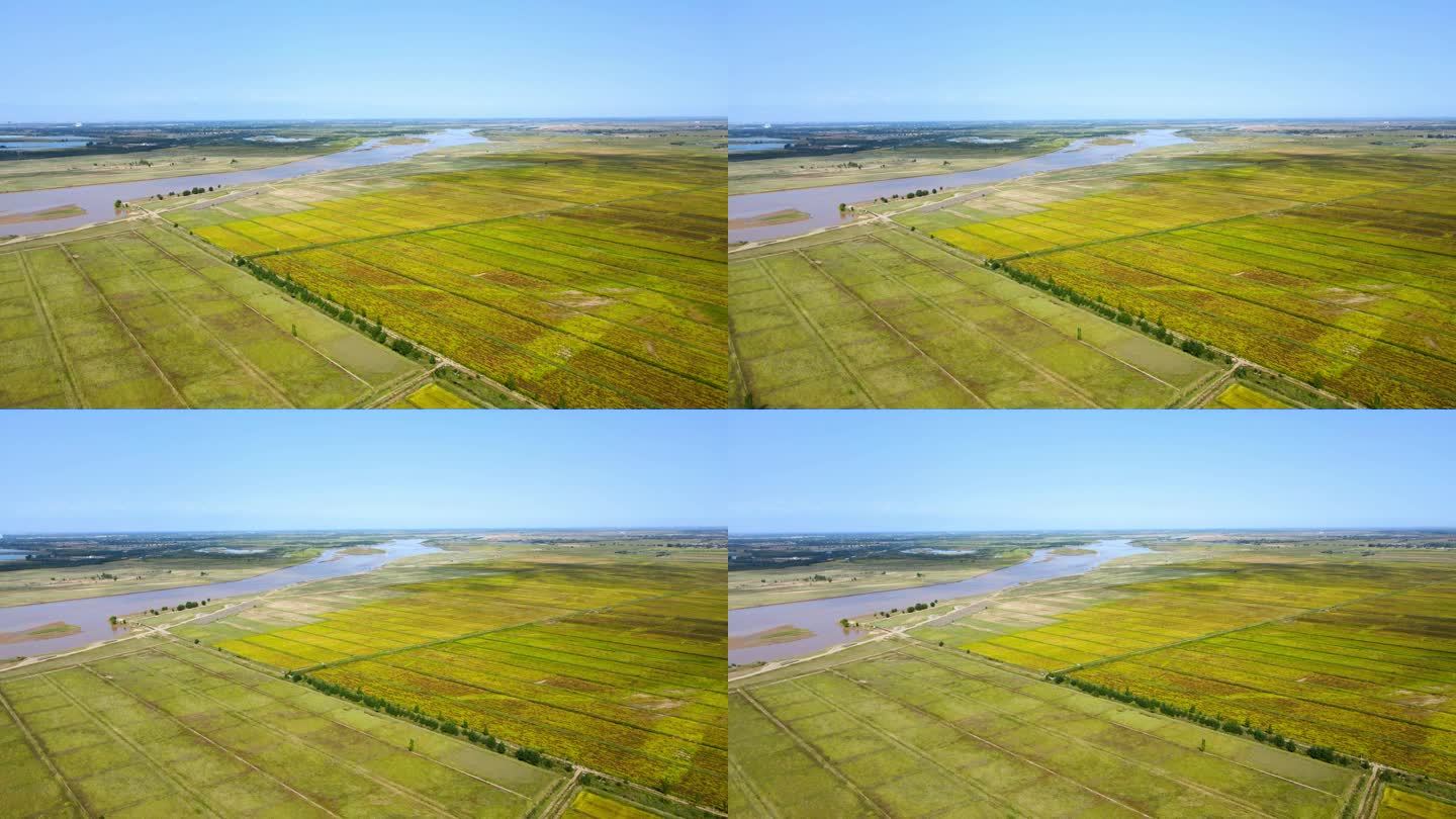 60p河套大地秋天黄河平原-万亩稻田