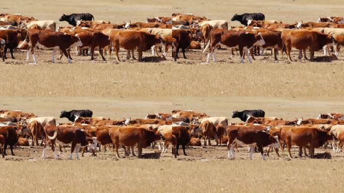 一群牛在草原吃草