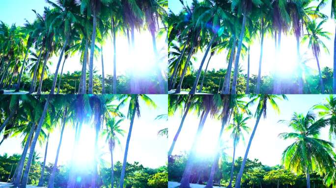 阳光 海滩 椰树 海边 明亮 夏日