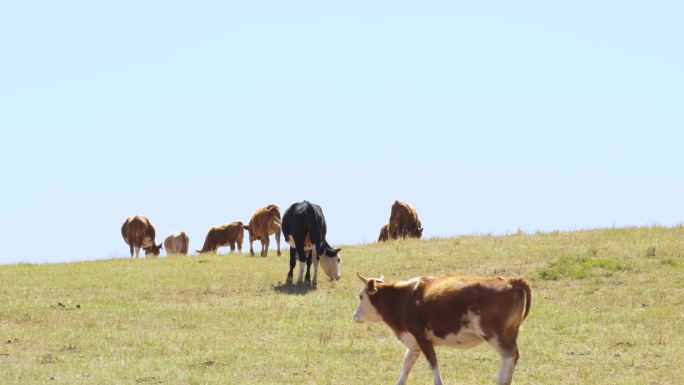 牛群在草地 草原上吃草