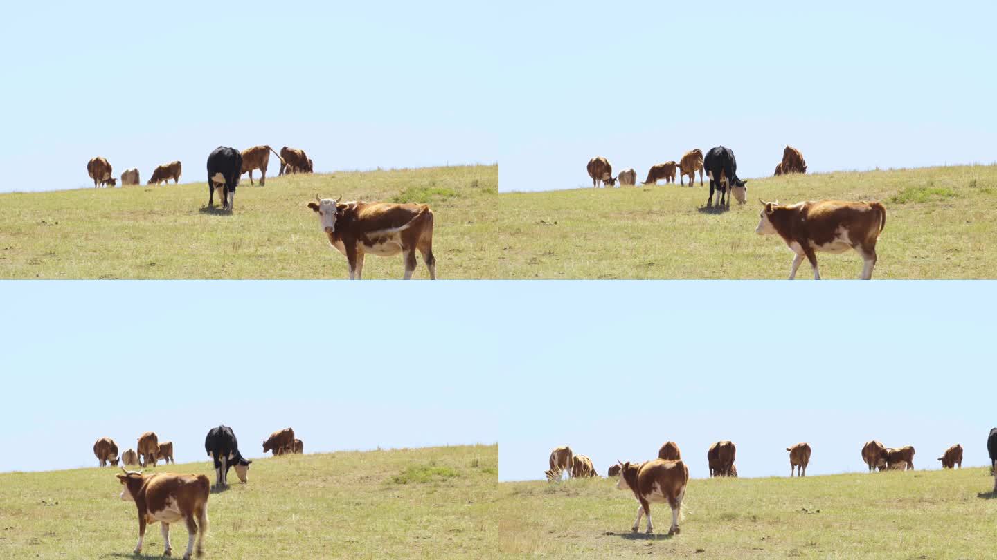 牛群在草地 草原上吃草