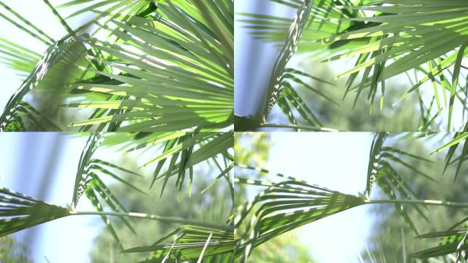 中国扇形棕榈 喷泉棕榈，在风中摇曳