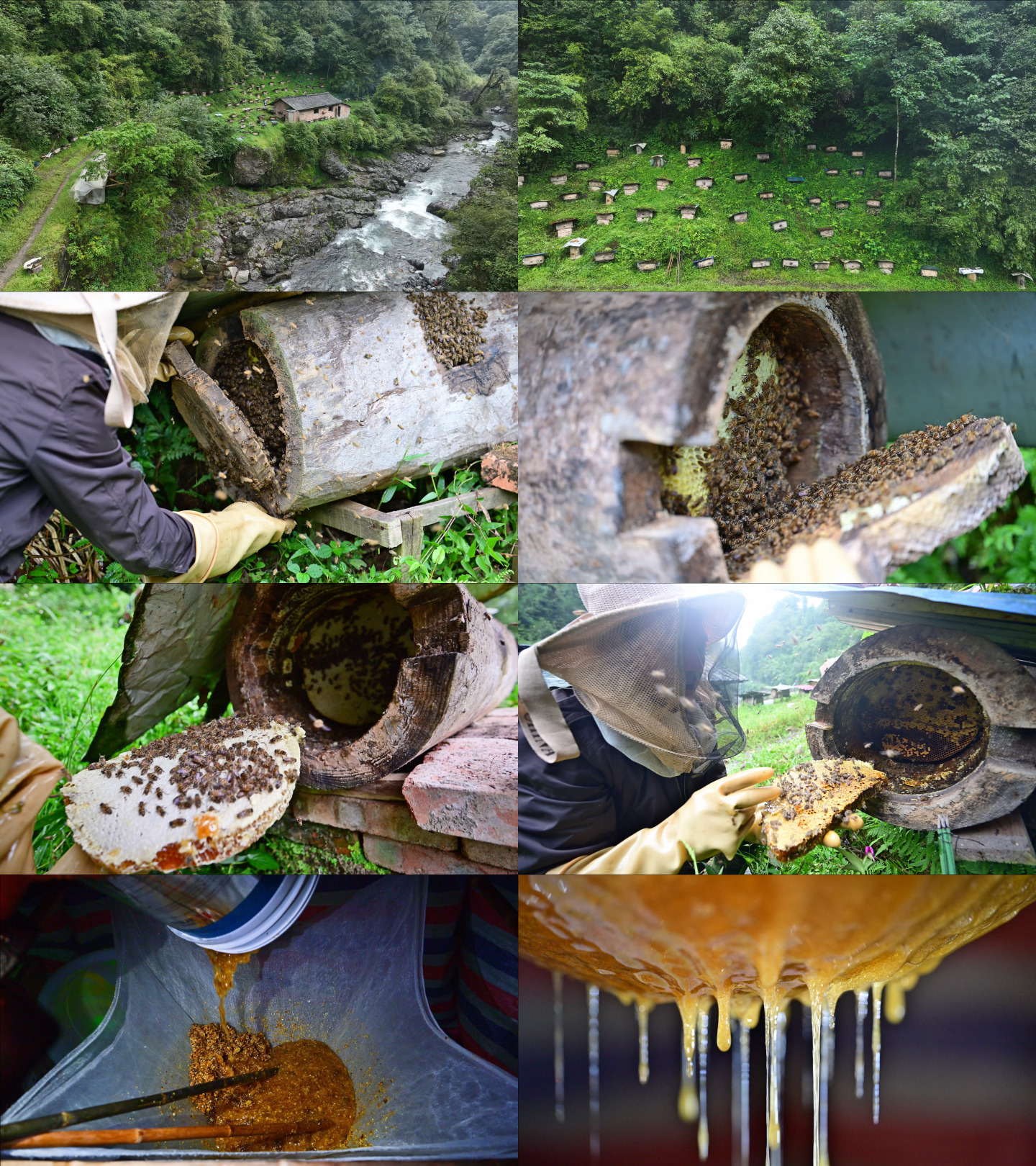 原始森林山花蜂蜜原生态土蜂糖实拍素材