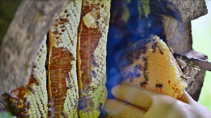 原始森林山花蜂蜜原生态土蜂糖实拍素材