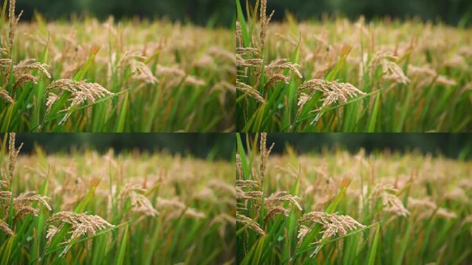 水稻高清实拍4k