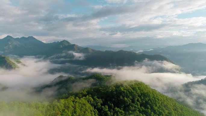 云南大山里的松树林