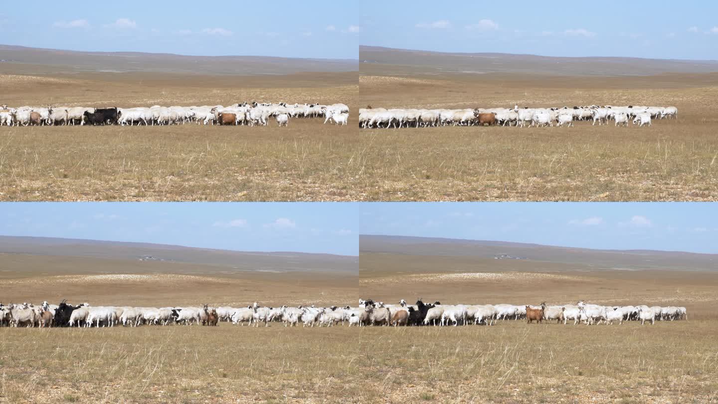 羊群在草原上吃草散步