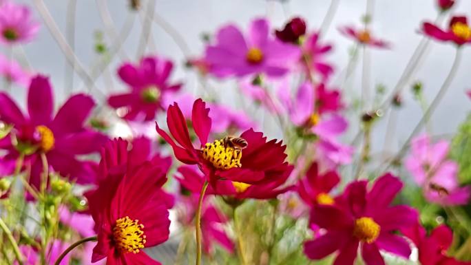 蜜蜂采花 高原格桑花 慢动作