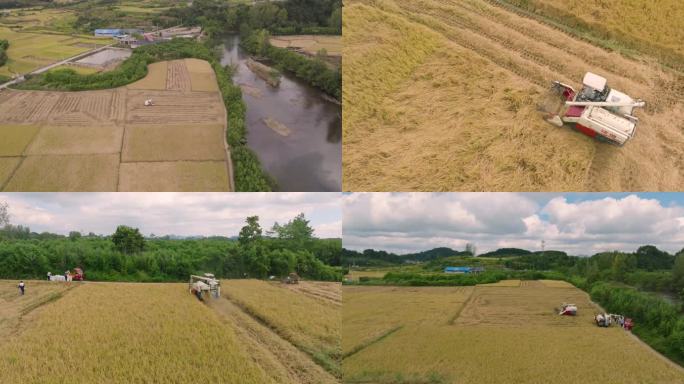 多角度拍摄联合收割机稻田作业（5K素材）
