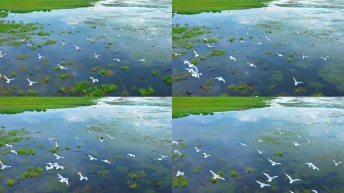 鸟鸟飞飞鸟生态湿地候鸟三江源海鸥白鹭迁徙