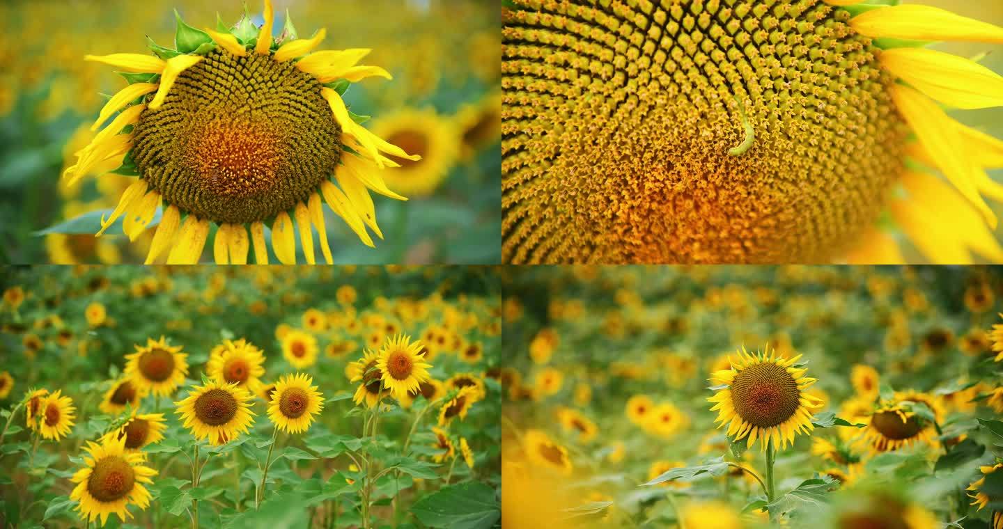 向日葵蜜蜂采蜜高清特写4k实拍空镜合集