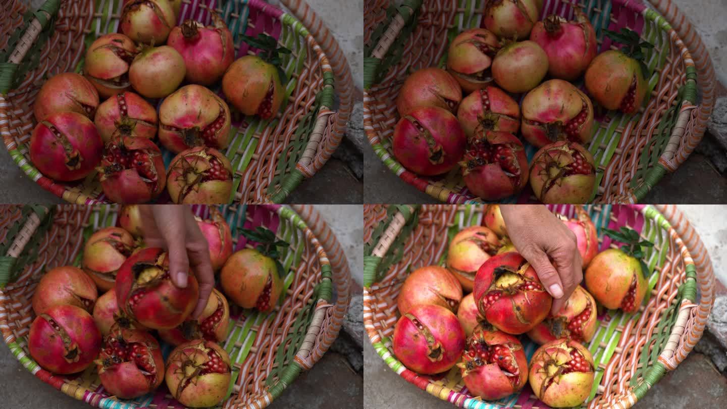 秋天丰收果园里农民采摘石榴中国人女性
