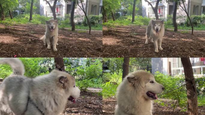 阿拉斯加犬 幼犬 狗叫 犬