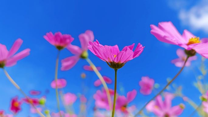 高原格桑花太阳花