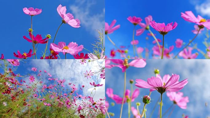 高原格桑花太阳花