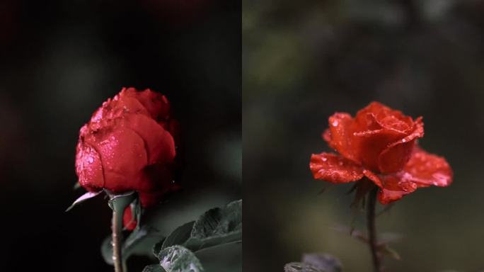 植物花朵玫瑰花复古情绪唯美氛围空镜