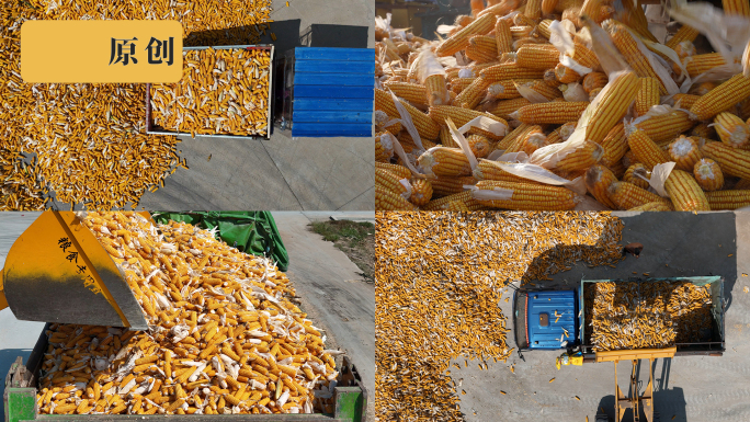 玉米丰收玉米运输晾晒玉米棒子