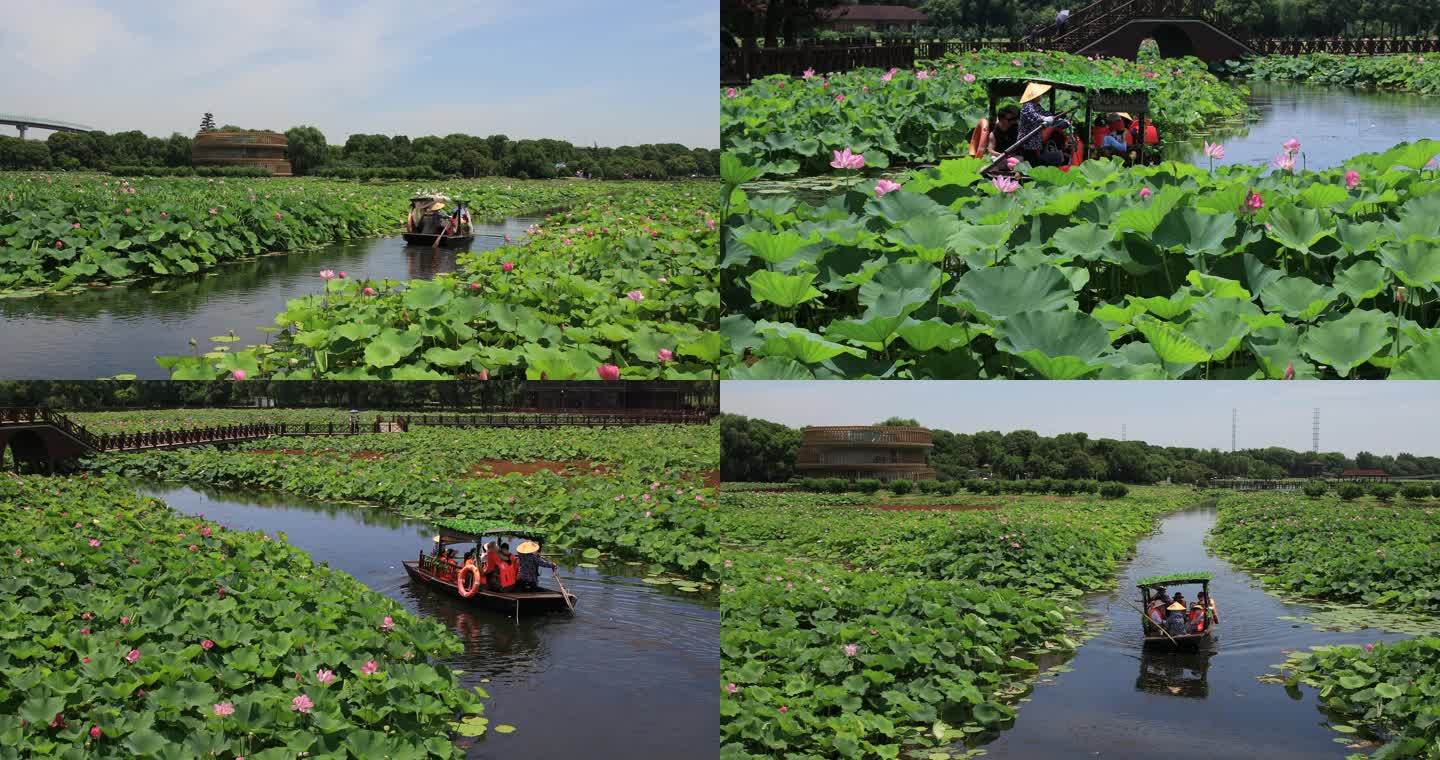 【合集】荷花莲池游船