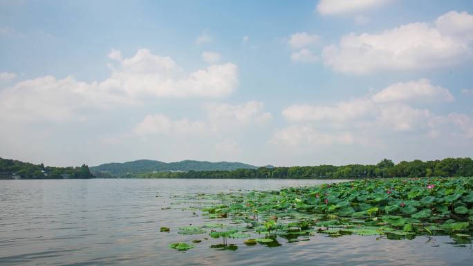 杭州西湖花港公园夏天荷花