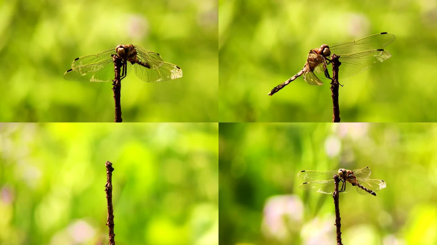 落在草丛里的蜻蜓