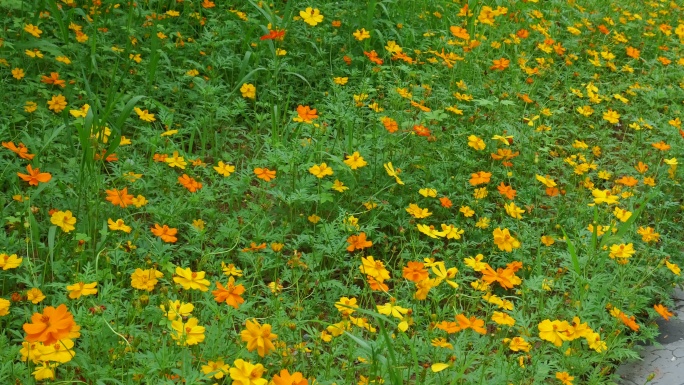 4k波斯菊唯美花朵园林花团