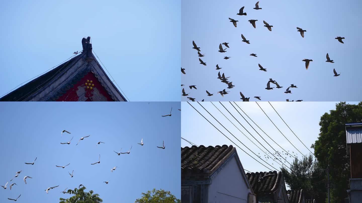 老北京胡同鸽子升格镜头