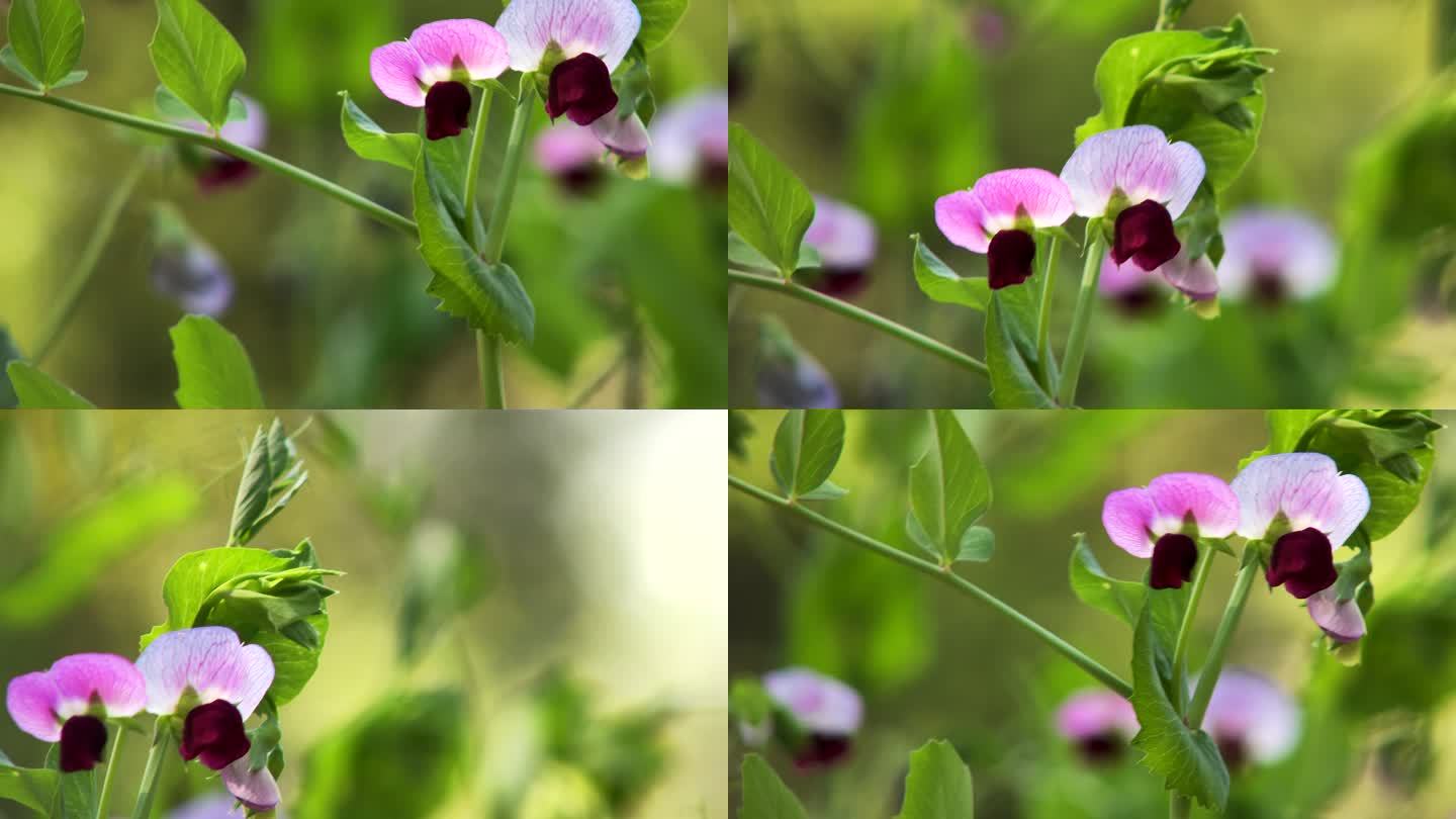 野生蝴蝶花蝴蝶兰花丛