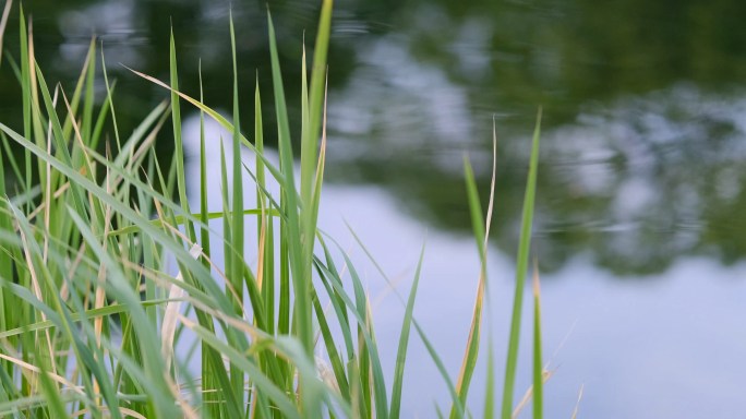湖畔河边微风吹拂绿色的草丛，碧波荡漾起伏