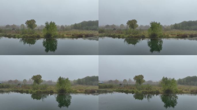晨雾中河岸树林风景