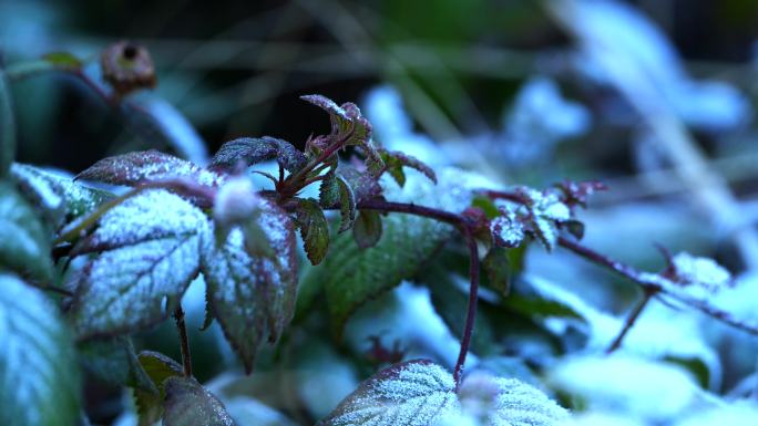 霜降野草莓