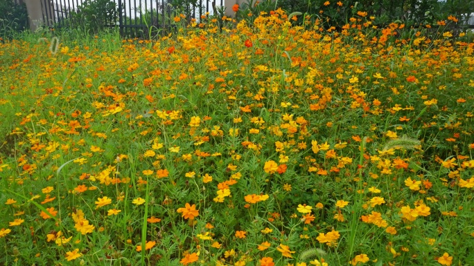 4k波斯菊唯美花朵园林花团