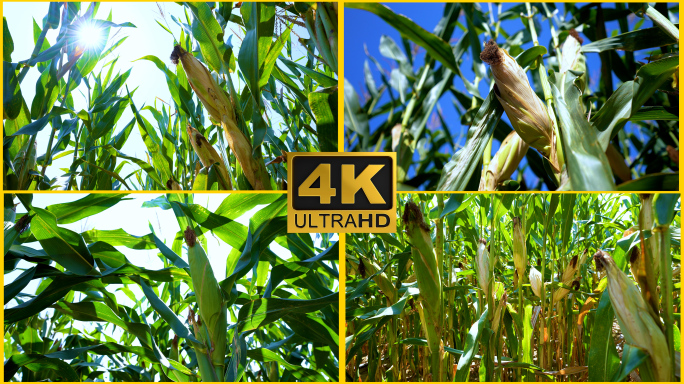 【4K】玉米地逆光拍摄玉米特写