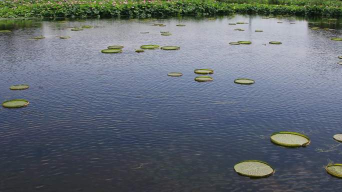 苏州荷塘月色湿地公园风光