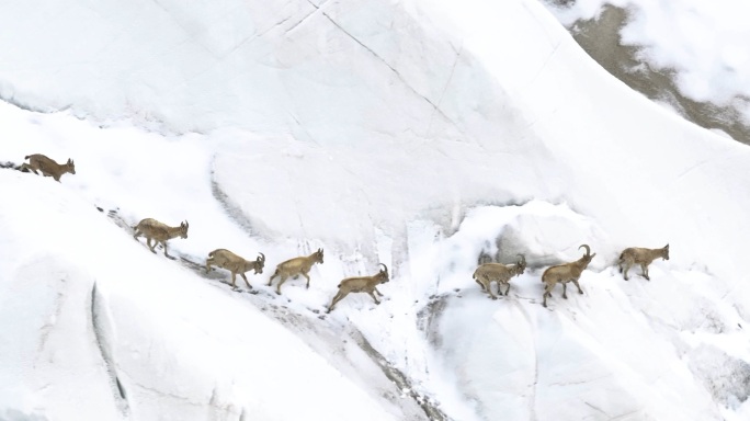 北山羊穿行在冰塔林里 原创4K50