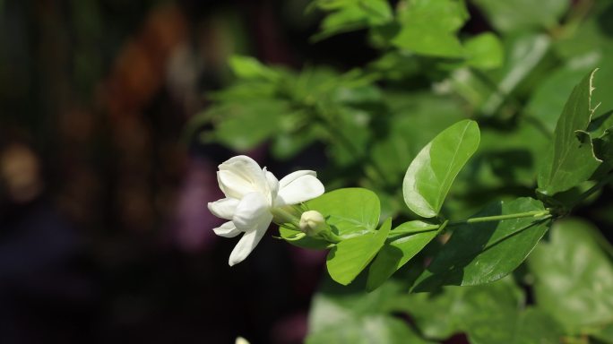 乡镇花儿局部