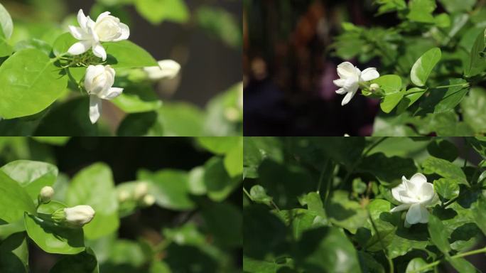 乡镇花儿局部