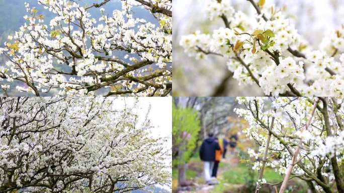 漫山遍野梨园梨花开