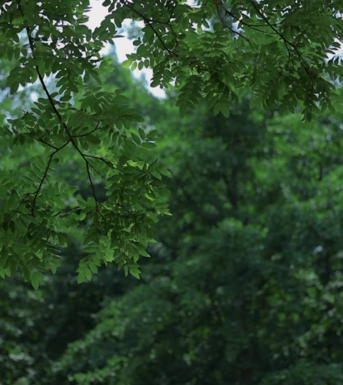 氛围感大自然空镜素材