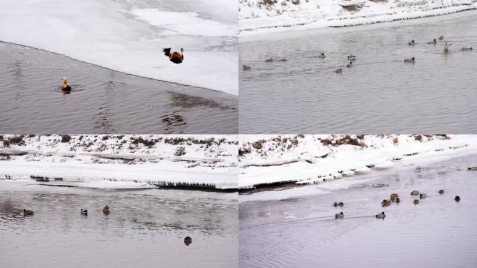 冬天野鸭戏水