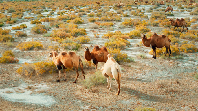 无人区戈壁滩散养骆驼