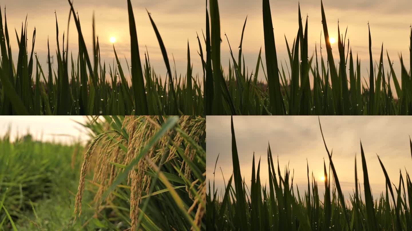水稻空镜头水稻挂水珠空镜头夕阳水稻