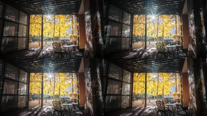 福州大学咖啡厅秋天银杏阳光光影变化空镜